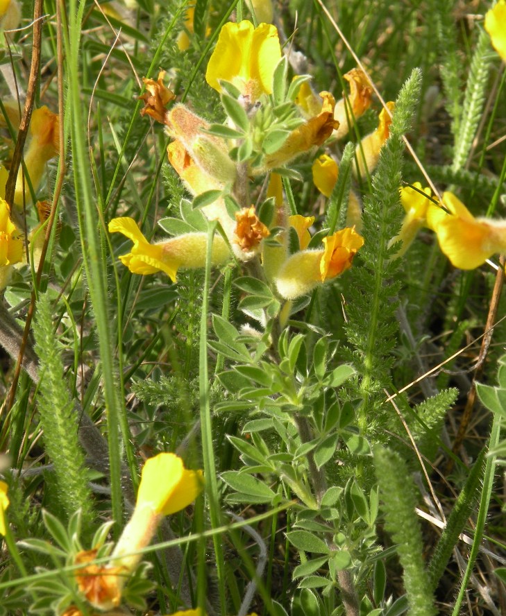 Изображение особи Chamaecytisus lindemannii.