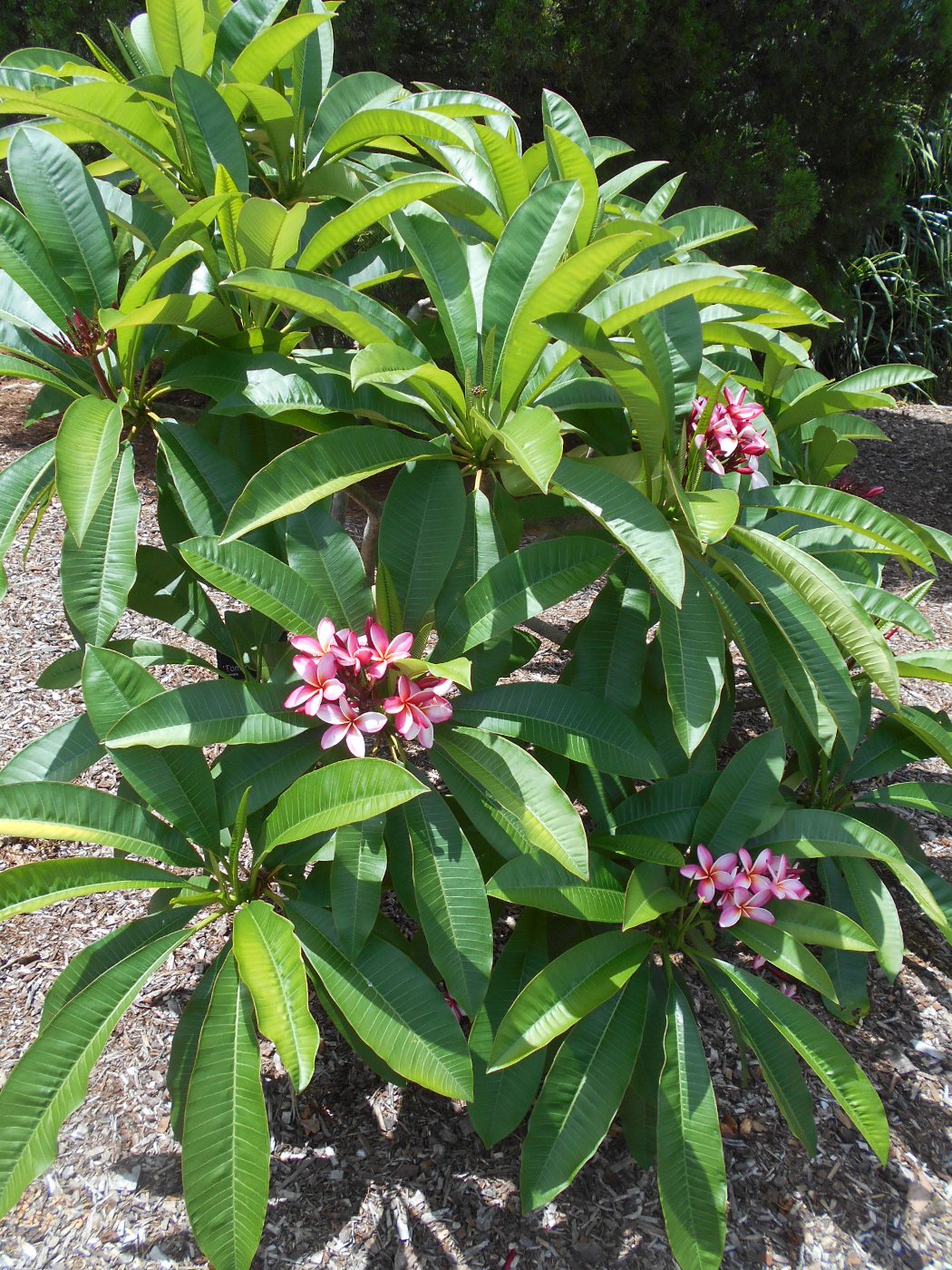 Изображение особи Plumeria rubra.