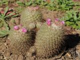 Mammillaria bombycina