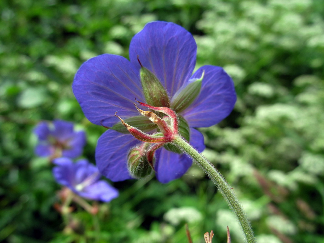 Image of Geranium pratense specimen.