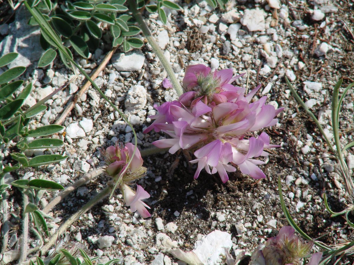 Image of Hedysarum setigerum specimen.