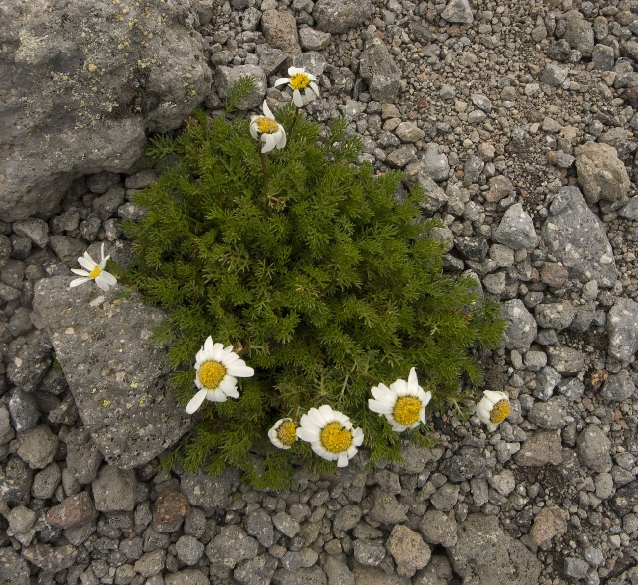 Изображение особи семейство Asteraceae.