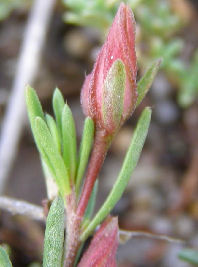 Изображение особи Fumana procumbens.