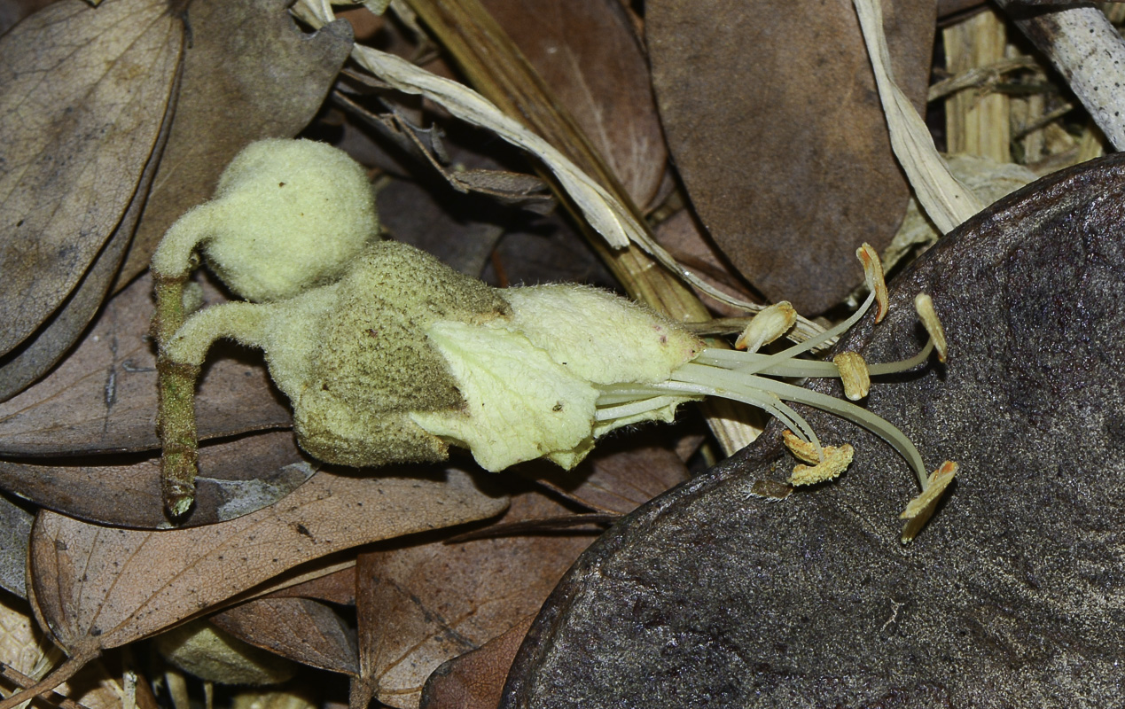 Image of Lysiphyllum gilvum specimen.