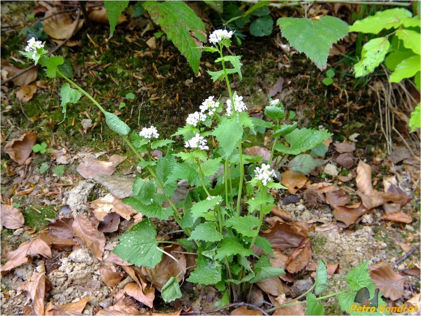 Image of Alliaria petiolata specimen.