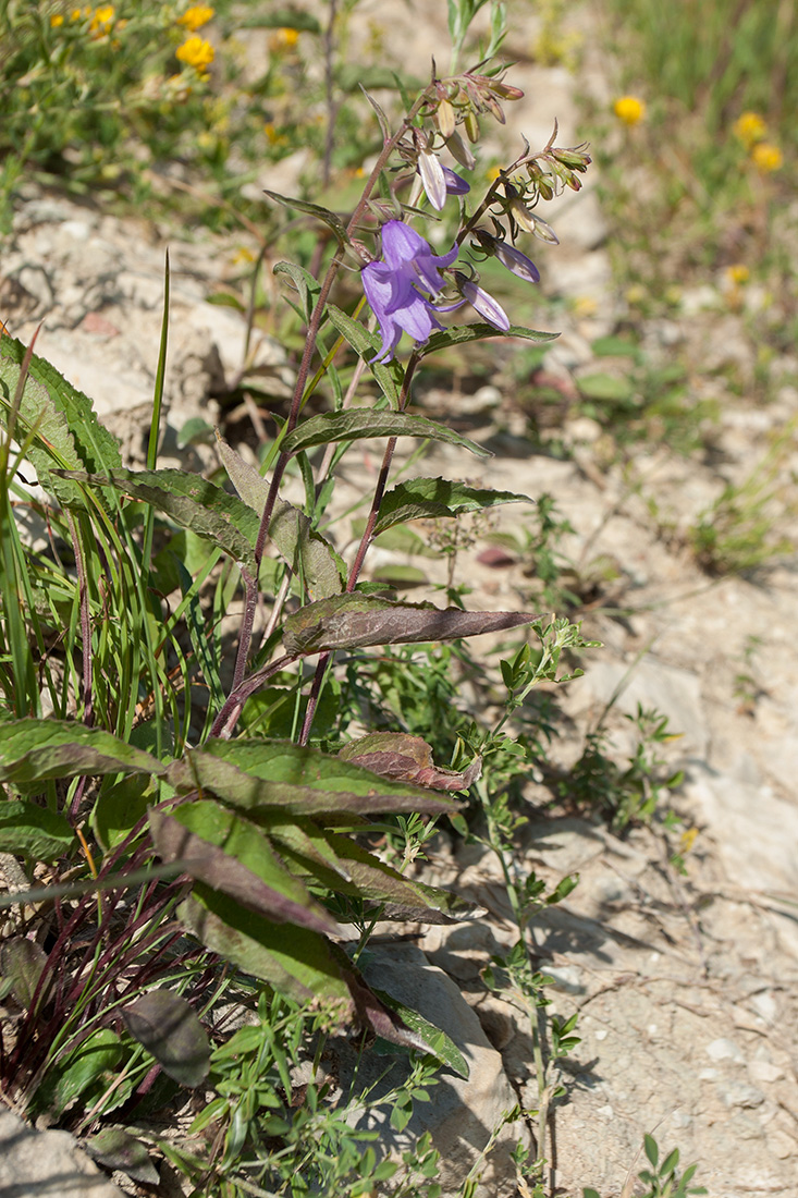 Image of Campanula rapunculoides specimen.