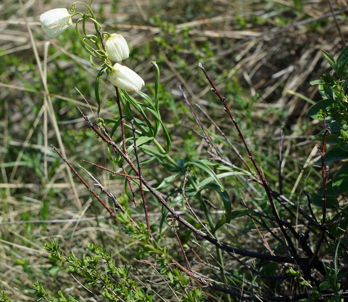 Image of Fritillaria verticillata specimen.