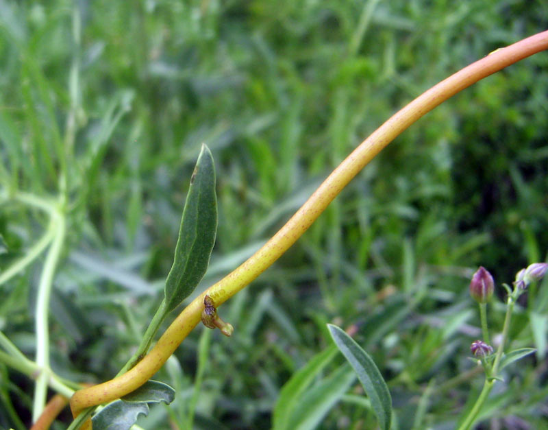 Image of genus Cuscuta specimen.