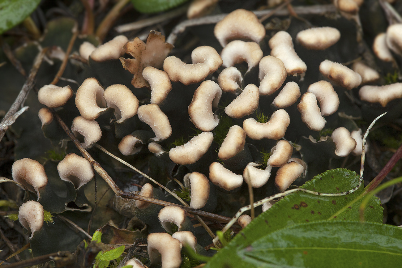 Image of Peltigera rufescens specimen.