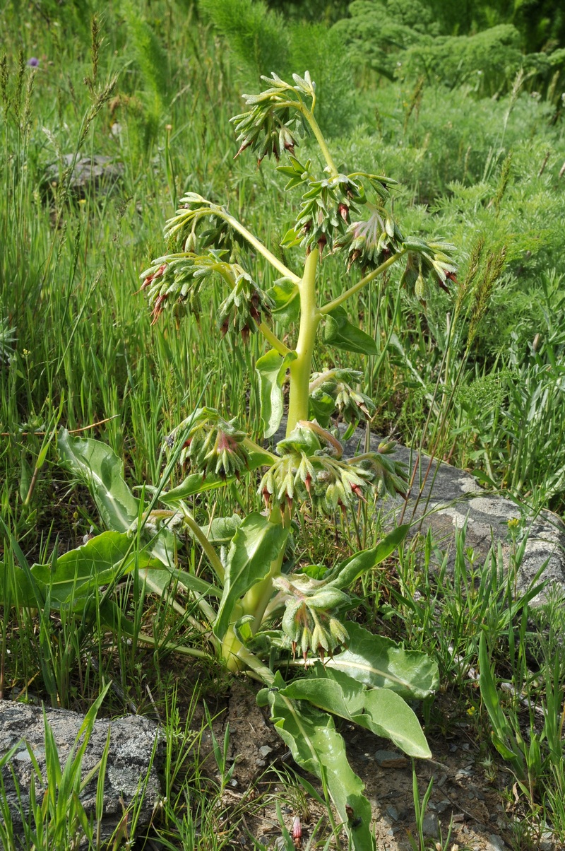 Изображение особи Rindera echinata.