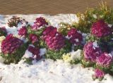 Brassica oleracea variety viridis. Вегетирующие растения под снегом. Украина, г. Киев, Днепровский р-н, парк \"Аврора\", в озеленении. 20.11.2018.