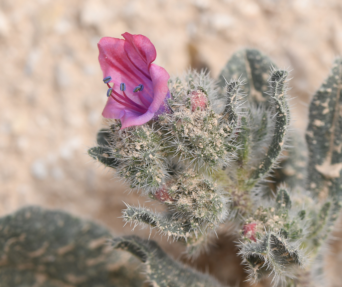 Image of Echium rauwolfii specimen.