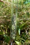 Hordeum distichon