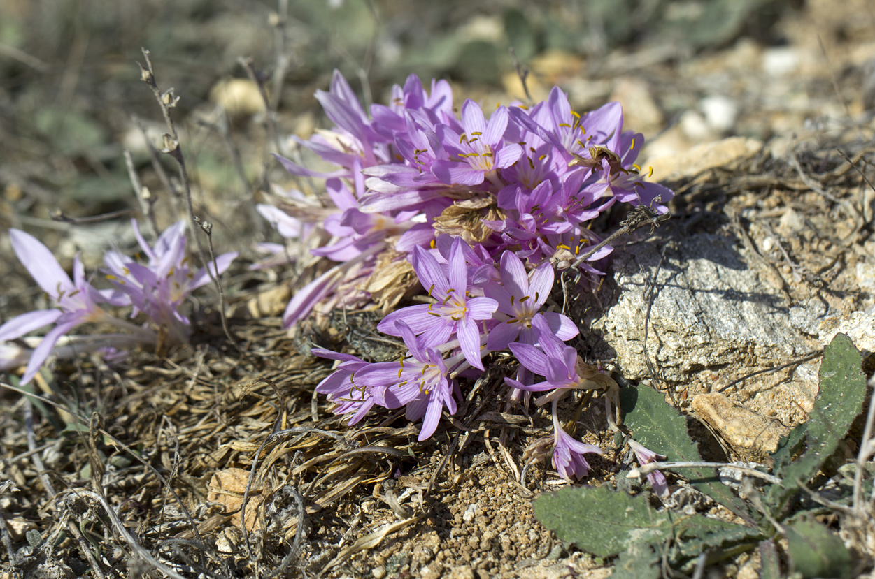 Изображение особи род Colchicum.