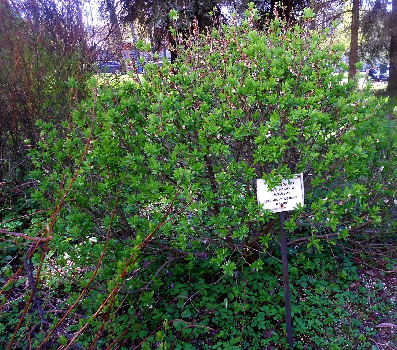 Image of Daphne mezereum specimen.