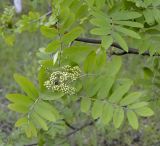 Sorbus aucuparia