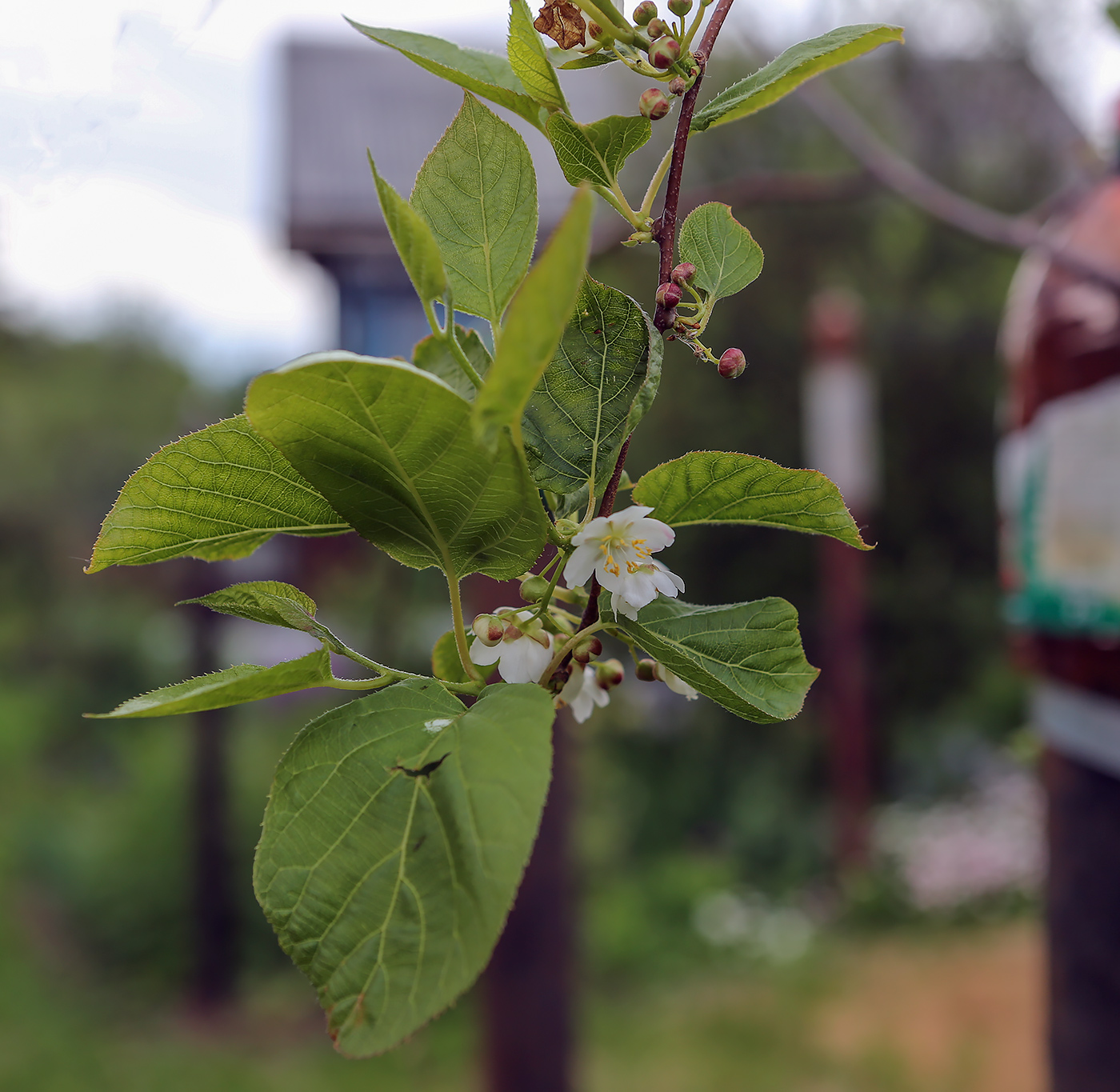 Image of Actinidia kolomikta specimen.