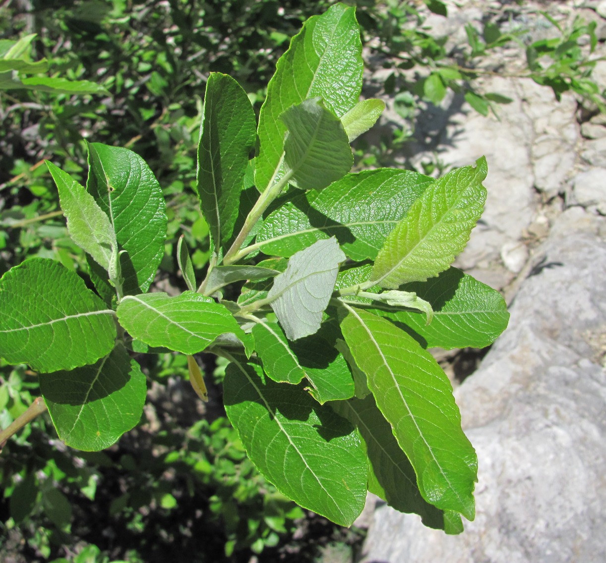 Image of Salix caprea specimen.