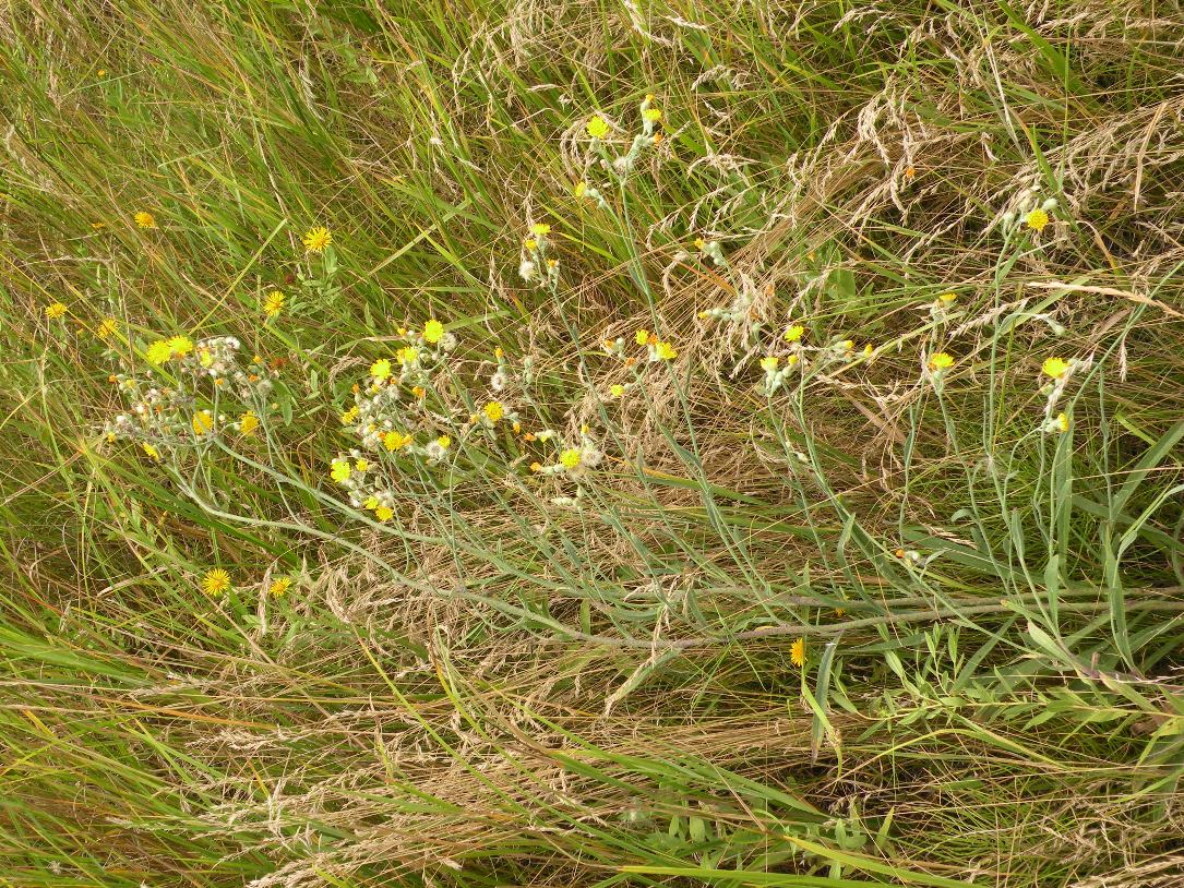 Изображение особи Pilosella echioides.