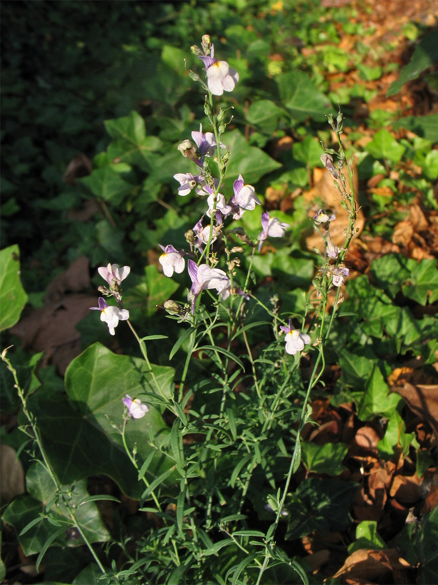 Image of Linaria repens specimen.