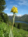 Ligularia altaica