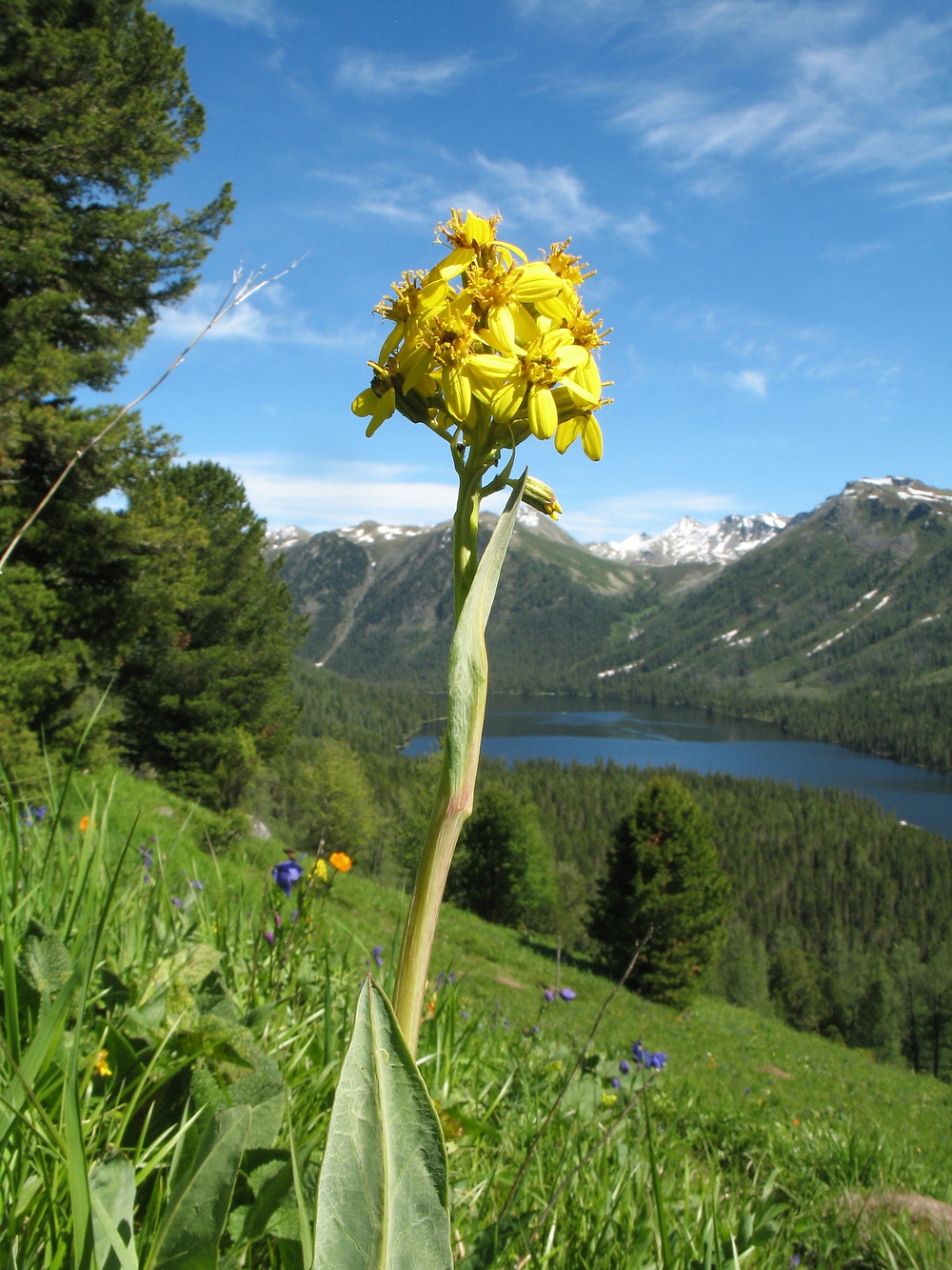 Изображение особи Ligularia altaica.