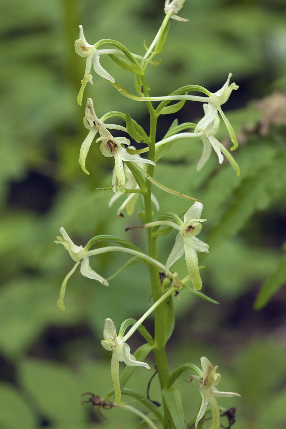 Изображение особи Platanthera metabifolia.