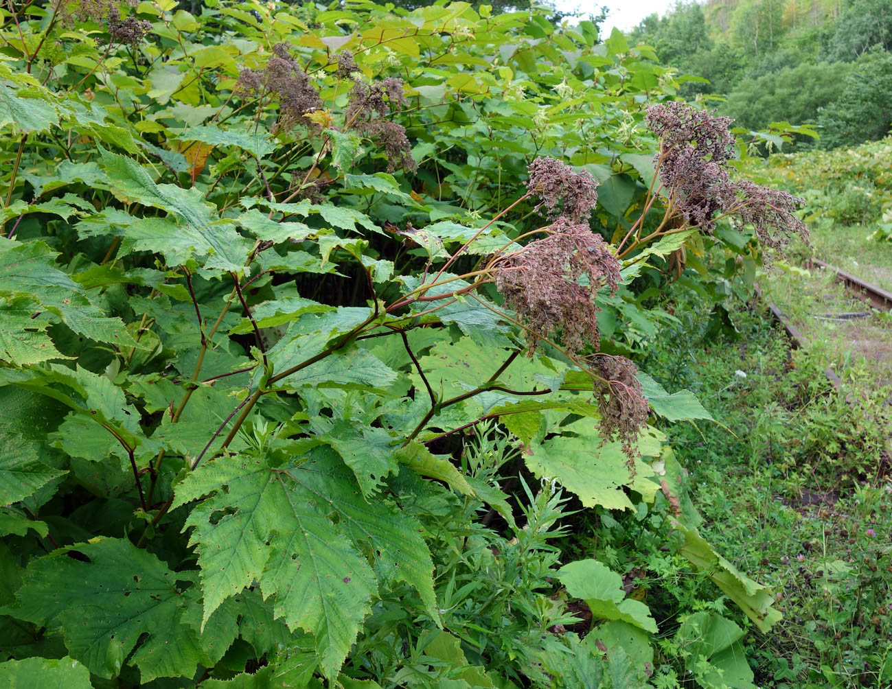 Image of Filipendula camtschatica specimen.