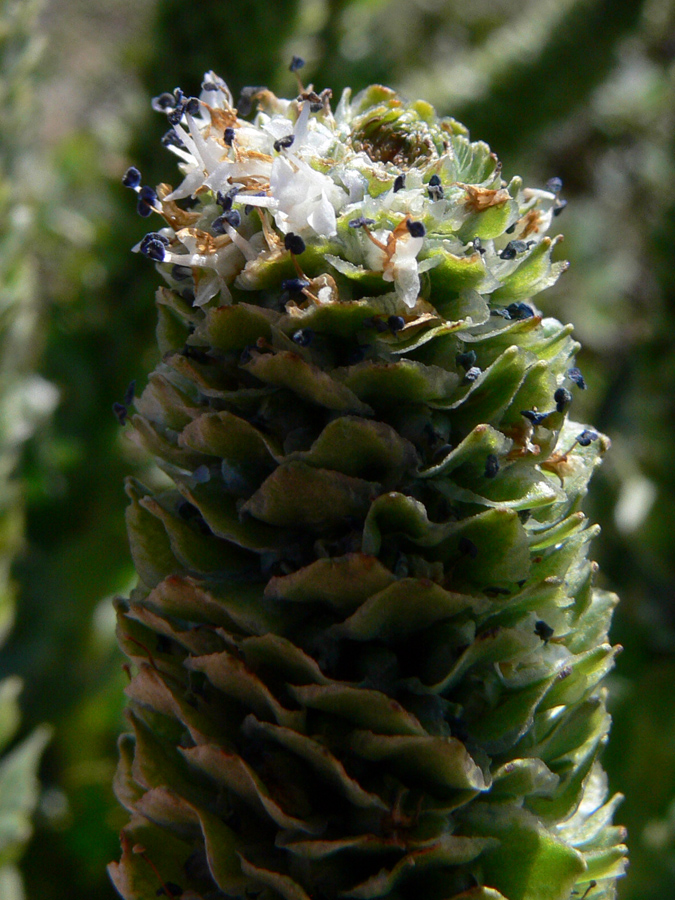 Image of Lagotis uralensis specimen.