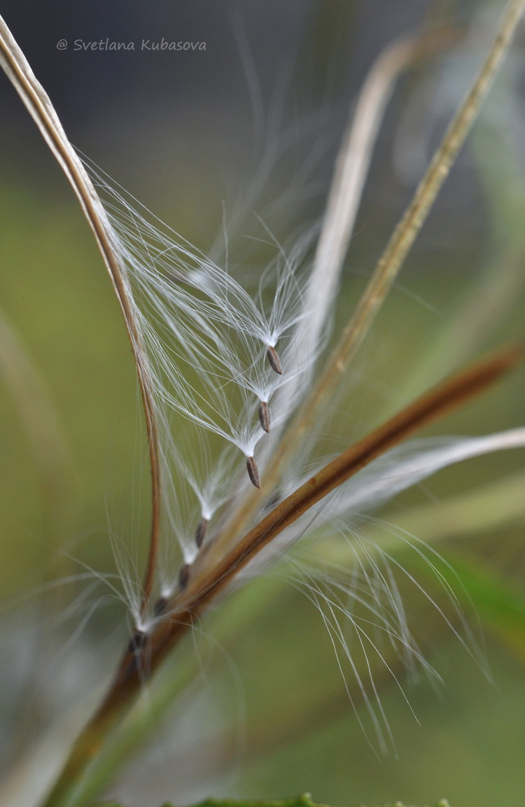 Image of Epilobium pseudorubescens specimen.