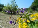 Solanum dulcamara