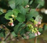 Symphoricarpos albus var. laevigatus