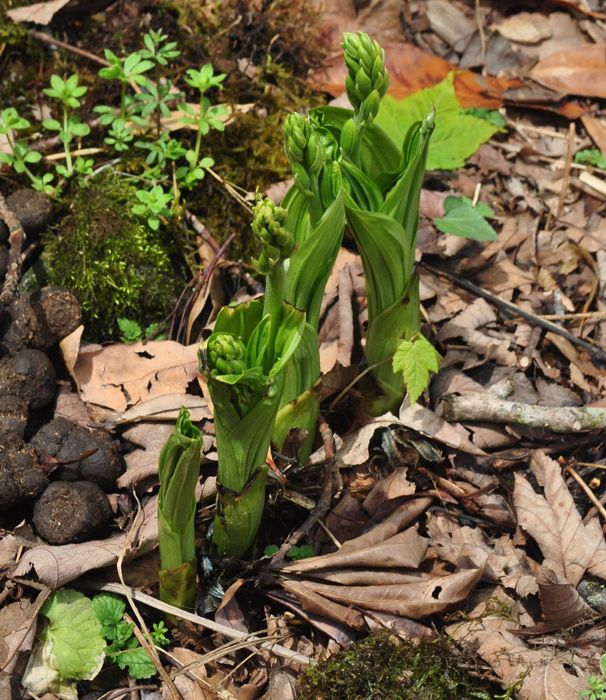 Изображение особи Calanthe tricarinata.