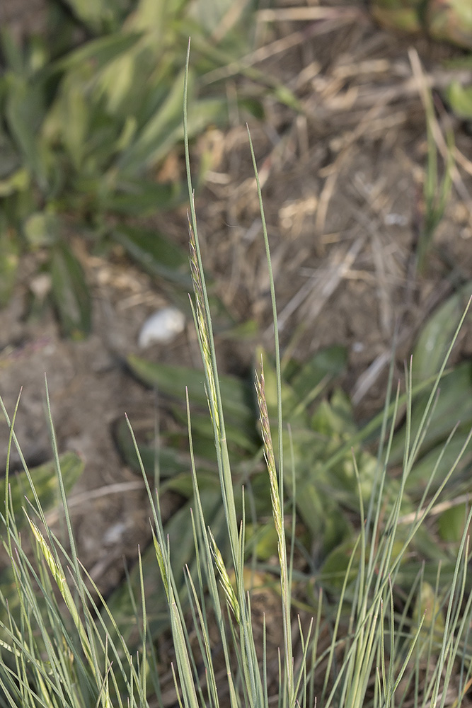 Изображение особи Festuca callieri.