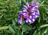 Vicia amoena