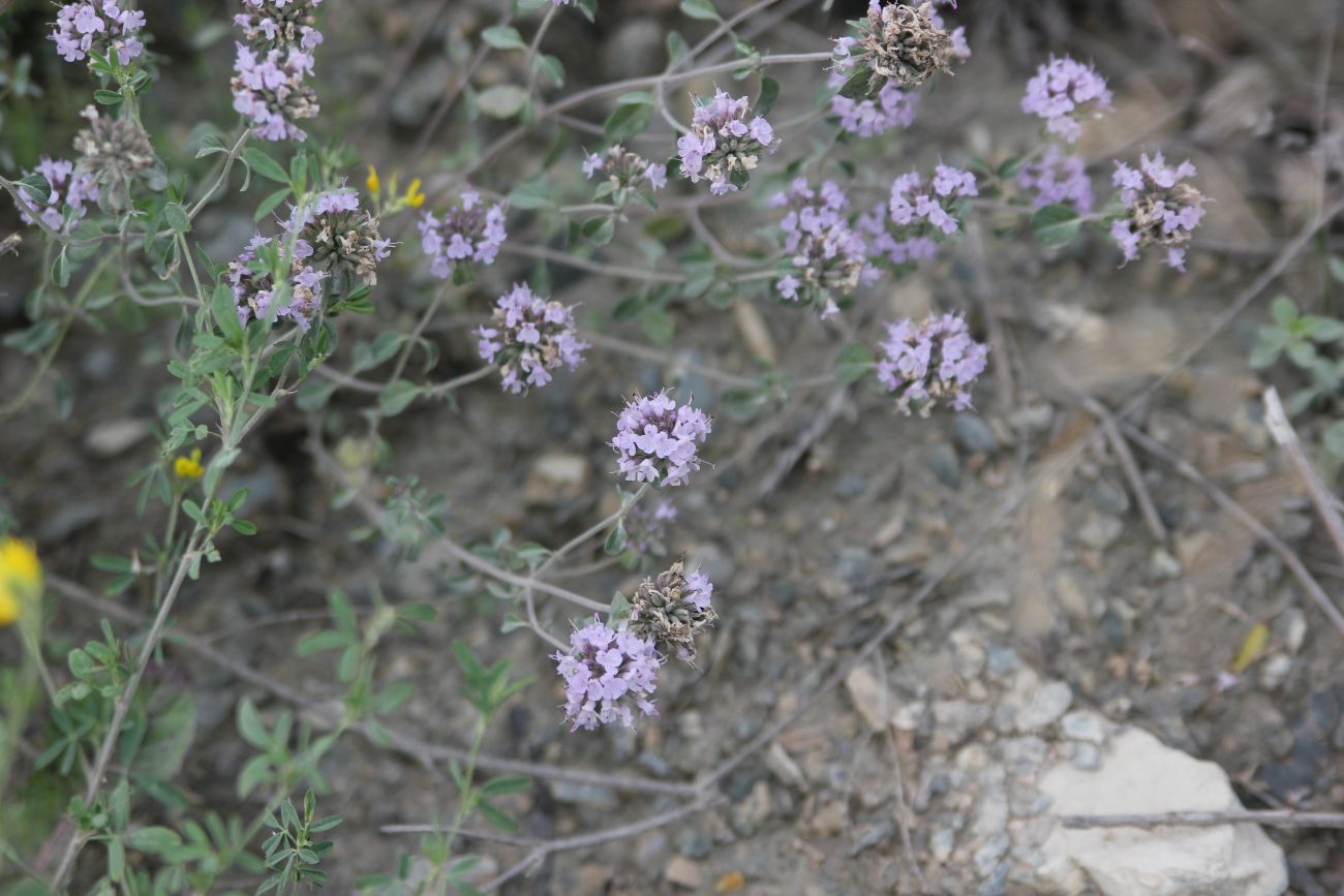 Изображение особи Ziziphora clinopodioides.