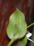 Callisia gracilis