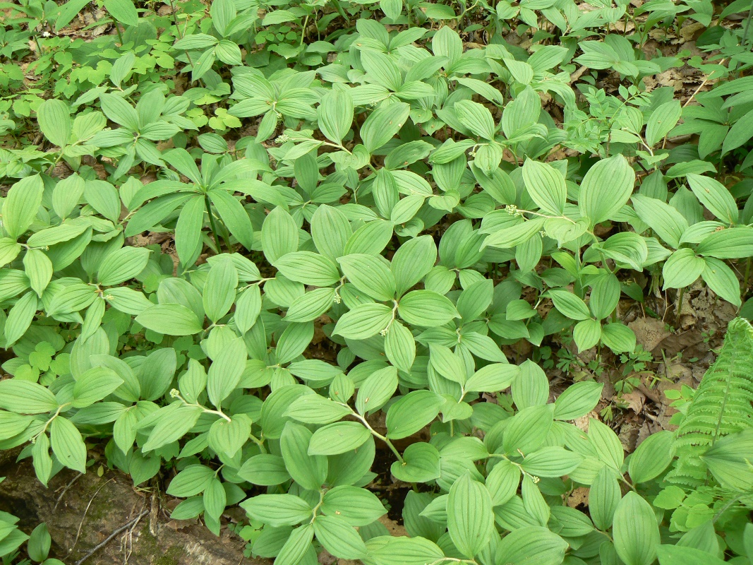 Image of Smilacina hirta specimen.