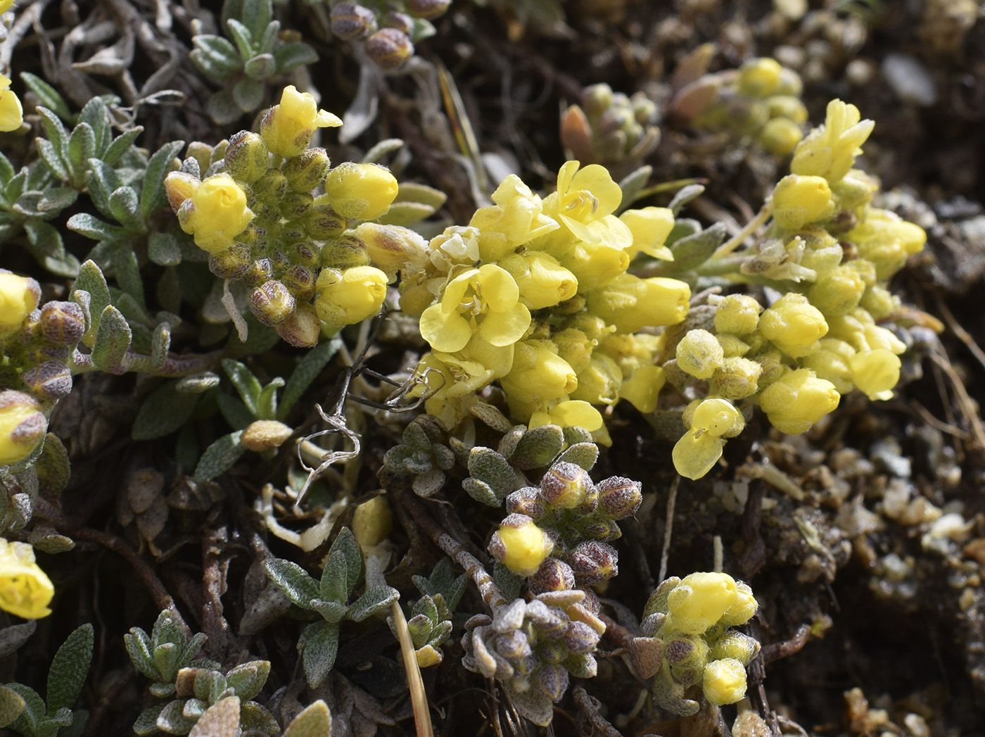 Image of Alyssum cacuminum specimen.