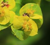 Euphorbia mandshurica. Часть общего соцветия. Приморский край, Уссурийский ГО, окр. с. Утёсное, обочина дороги. 21.06.2021.