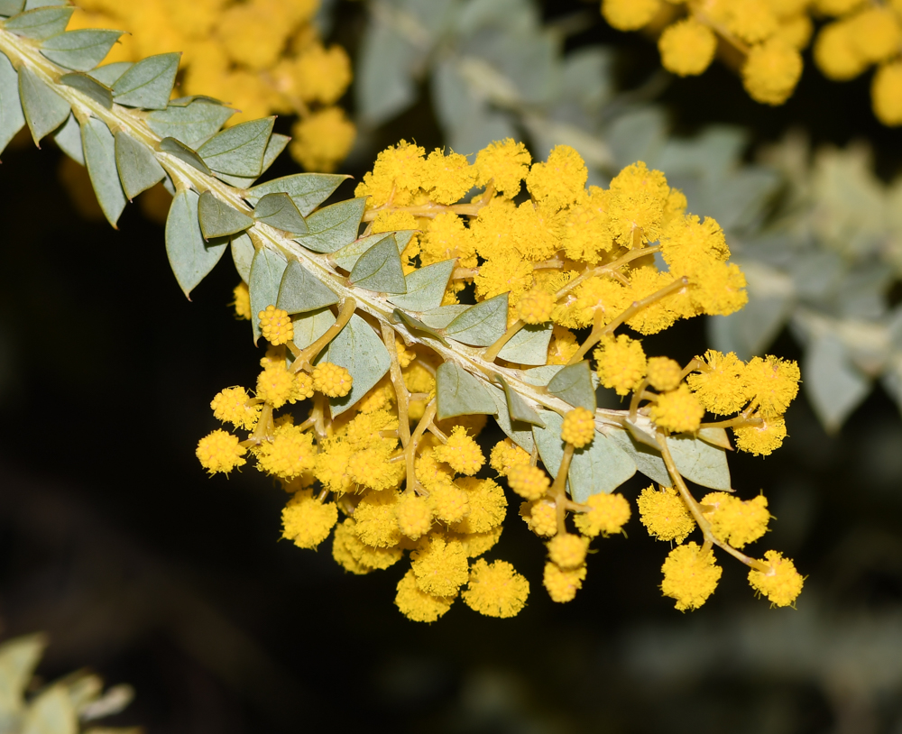 Image of Acacia cultriformis specimen.