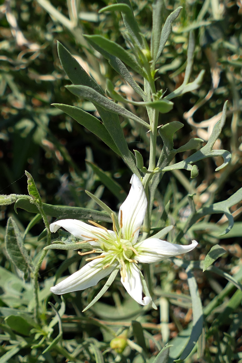 Image of Peganum harmala specimen.