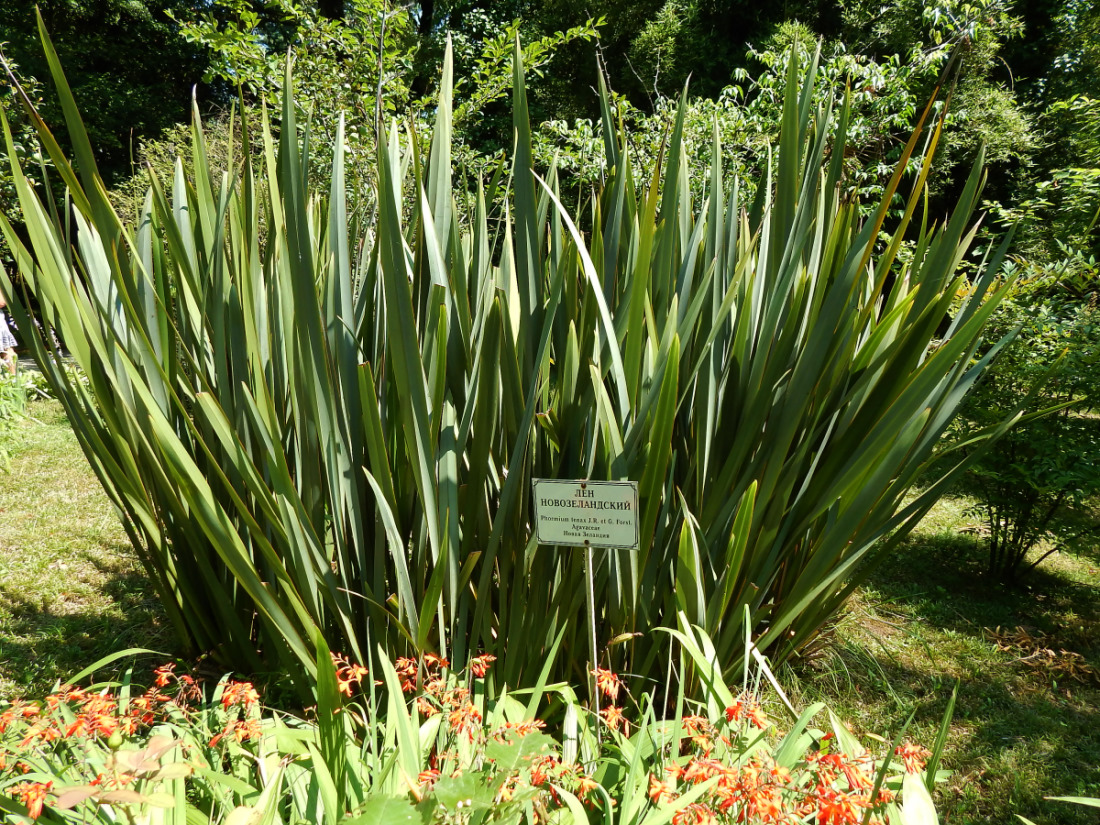 Image of Phormium tenax specimen.