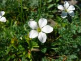 Смотреть изображение Parnassia laxmannii