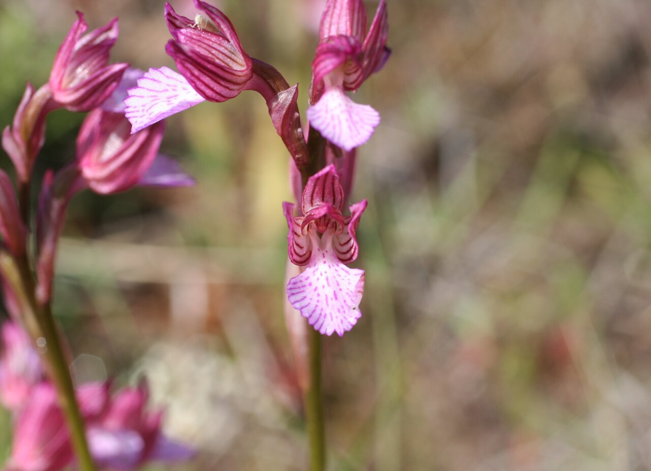 Изображение особи Anacamptis papilionacea.