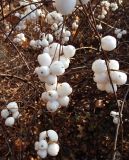 Symphoricarpos разновидность laevigatus