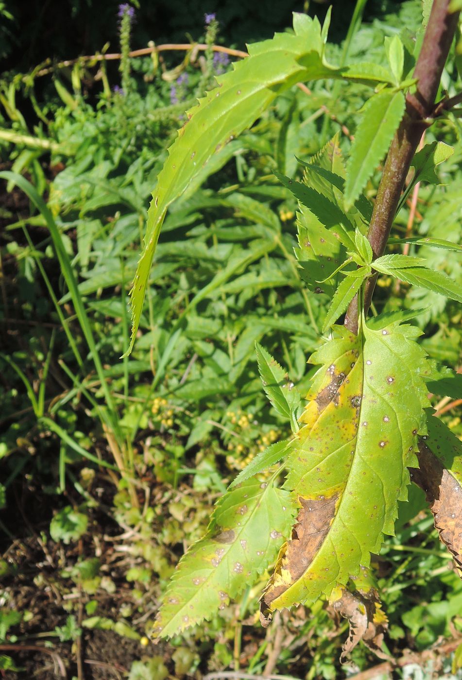 Image of Veronica longifolia specimen.