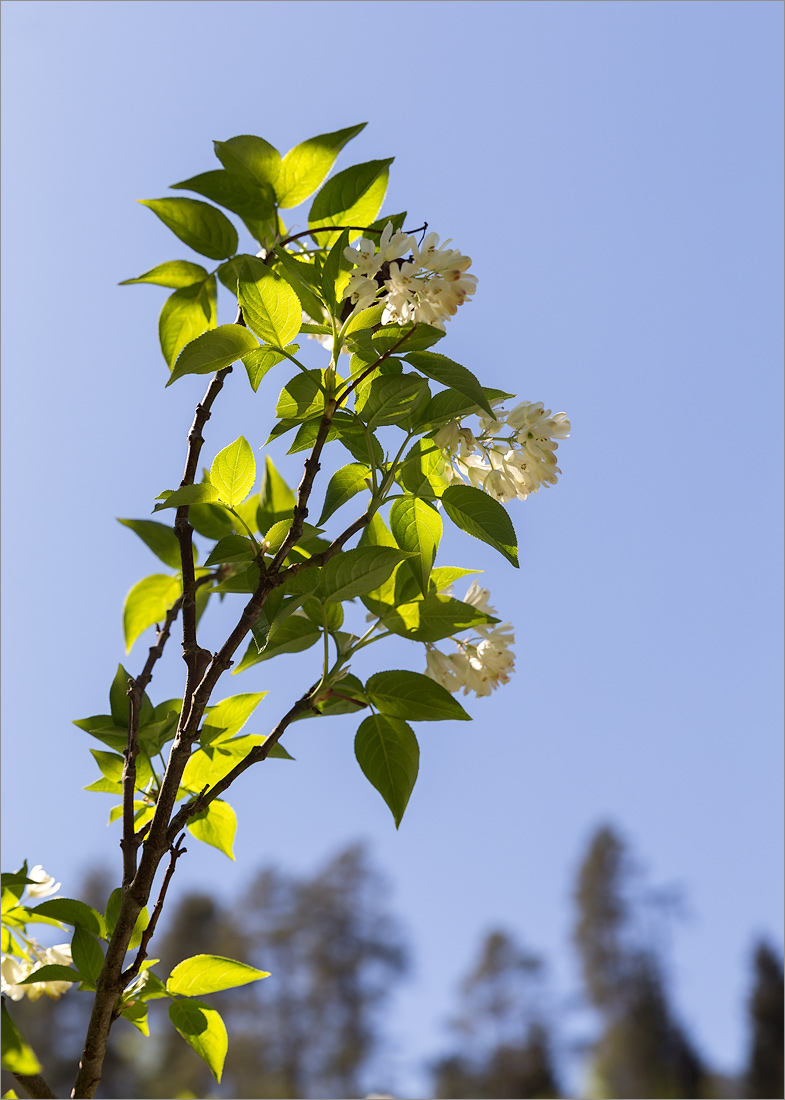 Изображение особи Staphylea colchica.