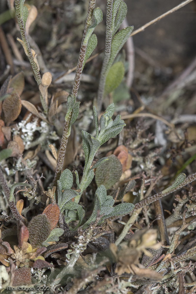 Image of genus Odontarrhena specimen.