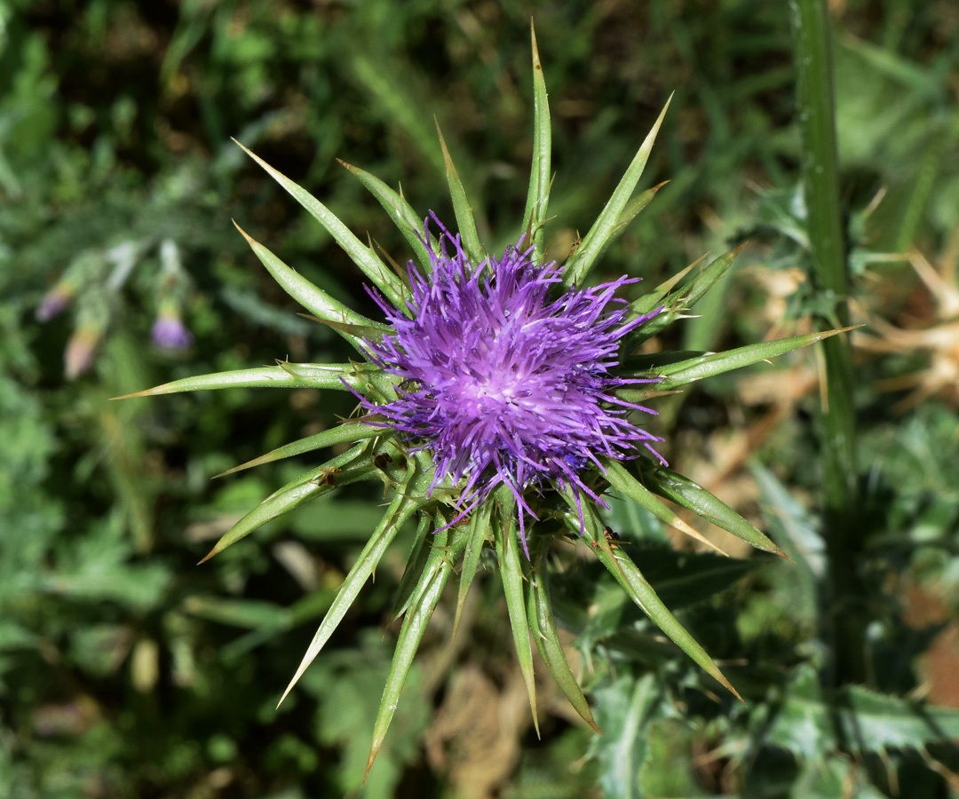 Изображение особи Silybum marianum.